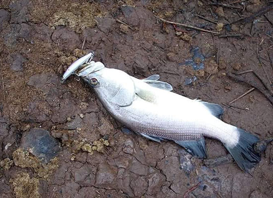 Kinh nghiệm câu lure cá chẽm và tư vấn chọn cần câu cá chẽm tốt