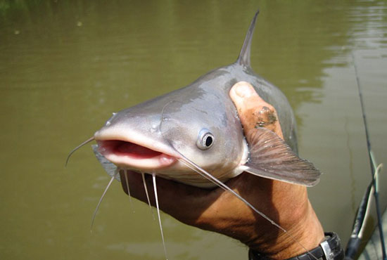 Mồi câu cá nheo sông với ao hồ tự nhiên bằng mồi gì hiệu quả nhất?